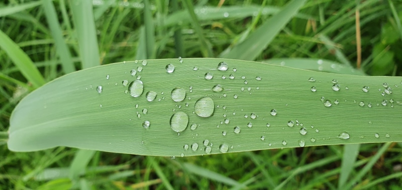 rain, people, Zune, nature, 4K, leaves, phone camera