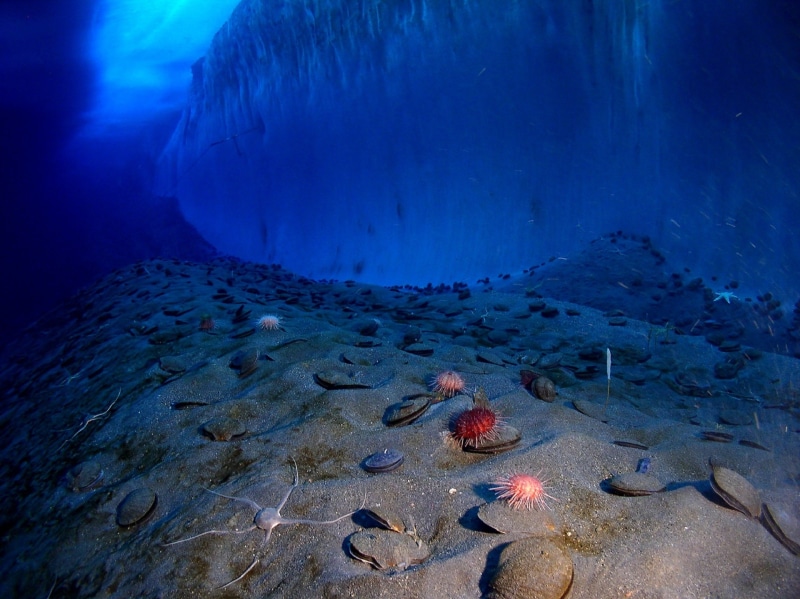 sea life, outdoors, solid, sea, underwater, cold, ice wall, sand, rock - object, group of animals, antarctica, blue, color, 1080P, urchins, sea floor
