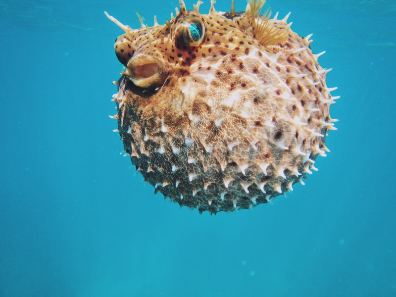 scuba Diving, animal themes, reef, wildlife, puffer, puffer Fish, swimming, animal wildlife, tropical Climate, animal, underwater, underwater world, outdoors