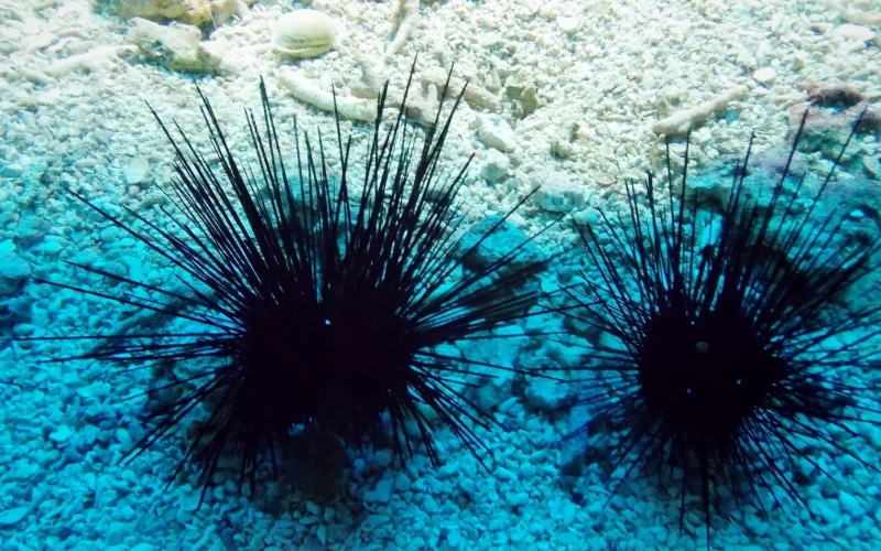 rocks, close-up, one animal, water, underwater, swimming, animals in the wild, nature, sea urchin, beauty in nature, urchins, marine, animal wildlife, sea