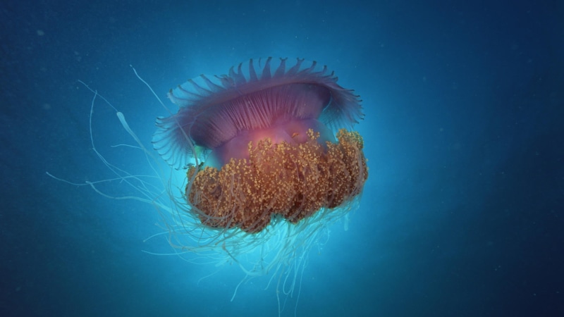 design, jellyfish, swimming, sea urchin, floating on water, motion, texture, shape, animals, flame, echinoderm, art, animal themes, animal wildlife, style