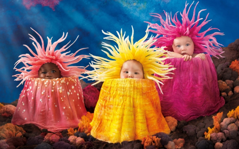 urchin, 1080P, cute, hd, sea, babies, costumes