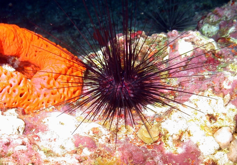 animal, animals in the wild, beautiful, no people, spiky, ocean, sea Life, invertebrate, marine, orchin, Sea, urchin sponge, Ocean, animal wildlife, animal themes