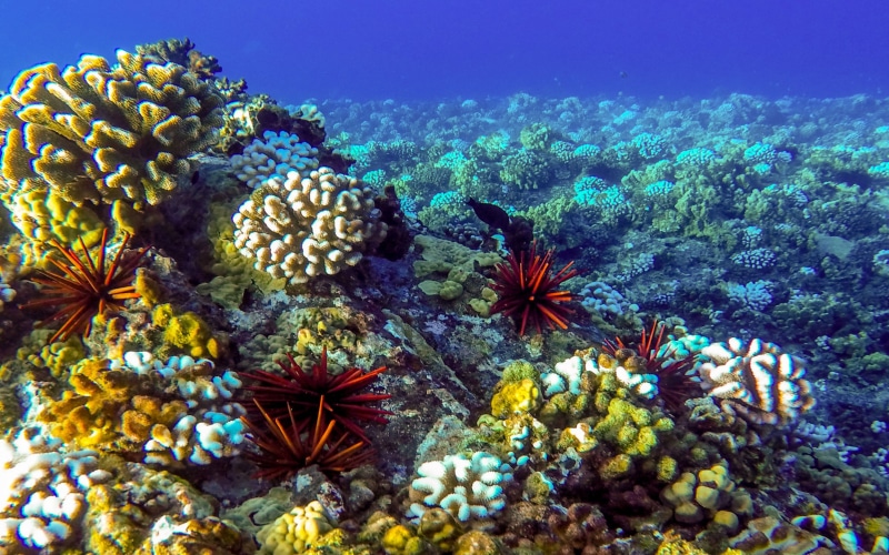 animals in the wild, fish, beauty in nature, sea, sea life, sea urchin, underwater, no people, group of animals, invertebrate, seabed, ocean, water, coral