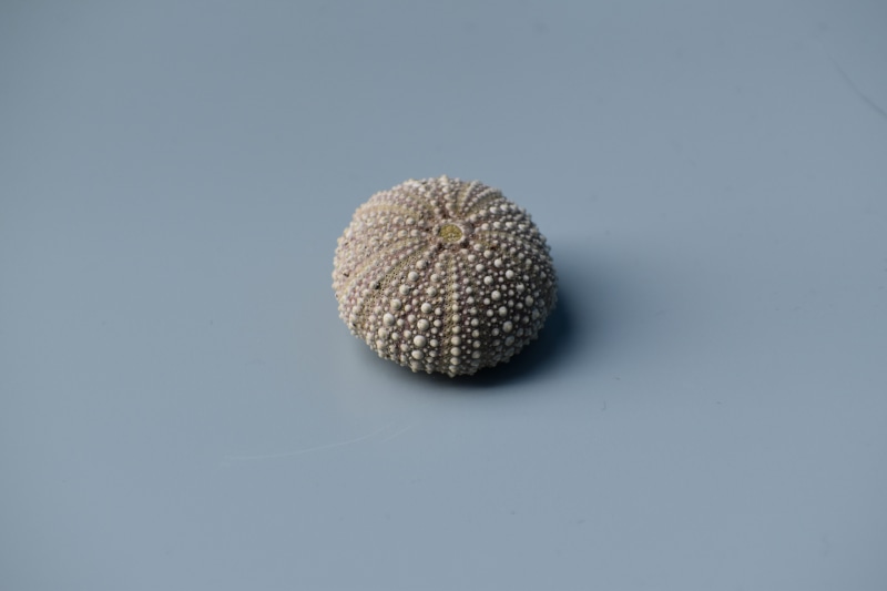 copy space, beige, pin, sphere, freshness, wellbeing, studio shot, sea urchin, food and drink, minimalism, simplicity, white, healthy eating, urchin, vegetable