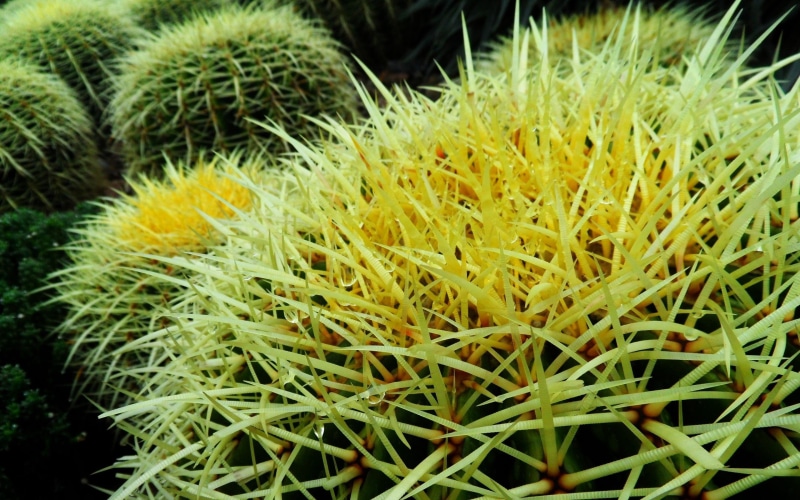 botany, flower, close-up, thorn, flowers, succulent Plant, leaf, beauty in nature, thorns, yellow, spiky, vulnerability, spiked, tropical Climate, barrel cactus