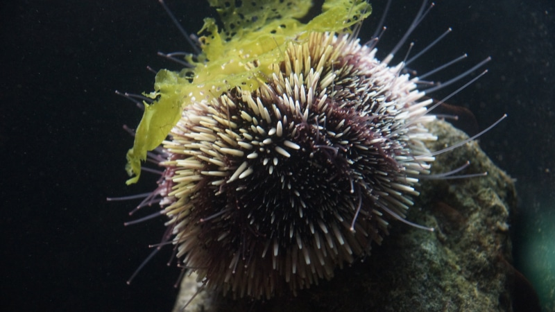 nature, focus on foreground, animal wildlife, one animal, echinoidea, animal, life, water, beauty in nature, animal themes, sea life, black background
