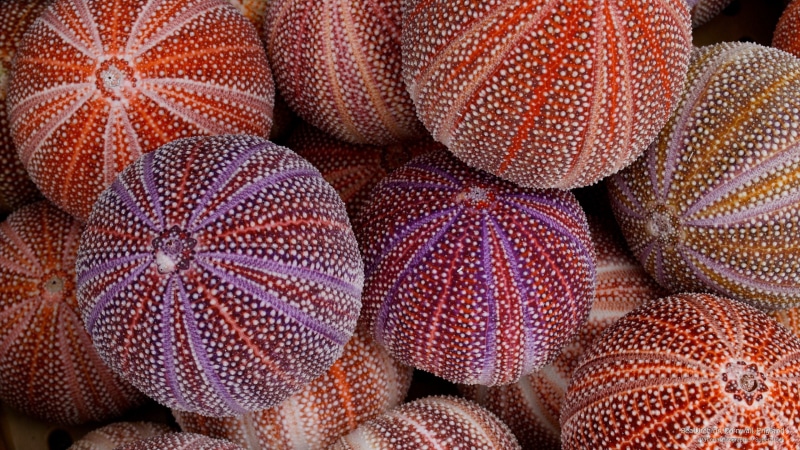 cornwall, england, 2K, Ocean Life, sea, urchins