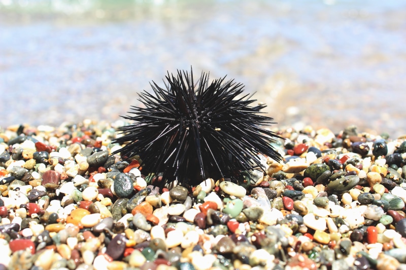 Sea Urchin, animal wildlife, outdoors, water, marine, day, 5K, Greece, rock, sea life, animals in the wild, pebble, rock - object, animal themes, one animal