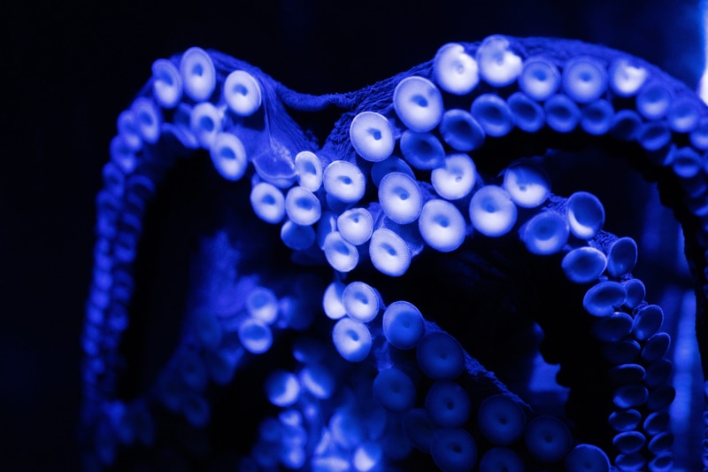 blossom, animal themes, blue, mammal, octopus, water, sea anemone, animal, nature, sponge animal, underwater, sea, accessory, luminosity, seashell, animal wildlife