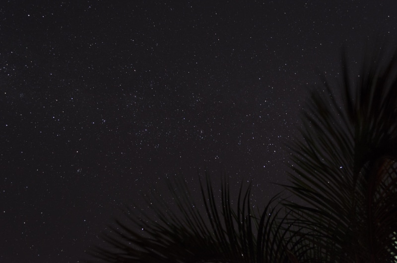 bird, galaxy, light, tree, plant, tranquil scene, star field, sea life, constellation, starry sky, flare, nebula, universe, outer space, space, 4K, eclipse