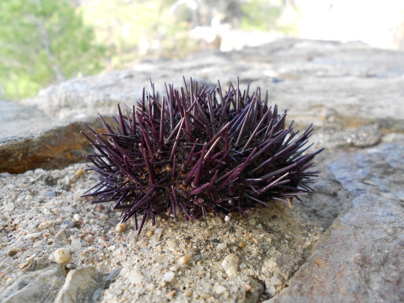 day, nature, summer, echinoidea, rock - object, spiky, seaside, outdoors, sea urchin, poisonous, invertebrate, no people, marine, 2K, sea, natural, animals in the wild