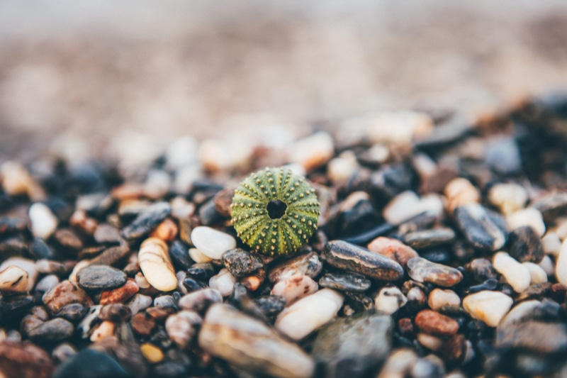 selective focus, no people, outdoors, solid, abundance, sea, 5K, close-up, nature, high angle view, acorn, pebble, large group of objects, nut, nut - food