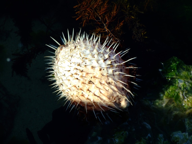 sea life, toadfish, sea, blowfish, swellfish, nature, marine, honey toads, pufferfish, animal, thorn, body, animal wildlife, undersea, fish, sea urchin