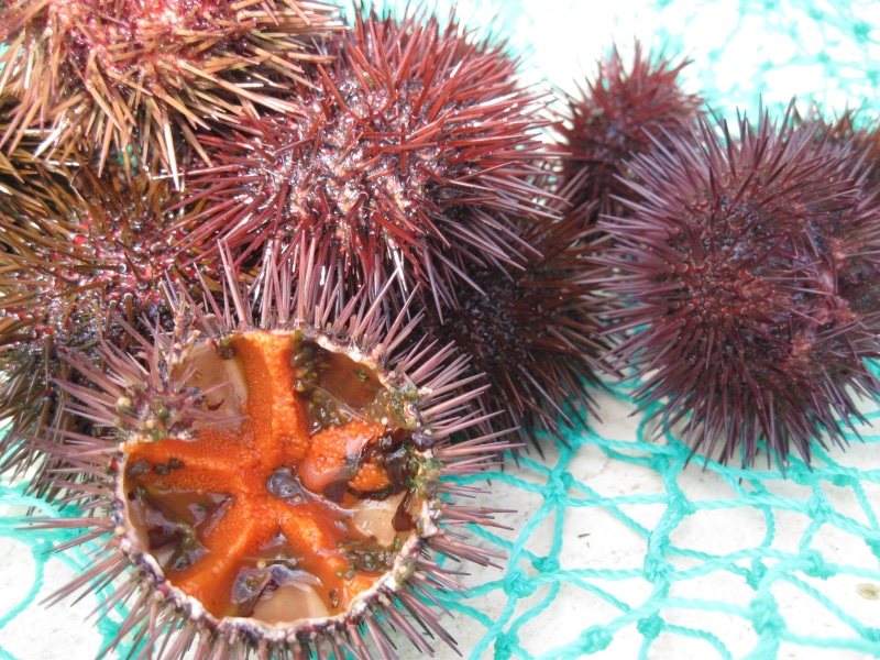 animal, close-up, egg, fang, seafood, fruit, spiked, marine, female, food, healthy eating, mediterranean, sea urchin, 2K, sea life, nature, sea urchins