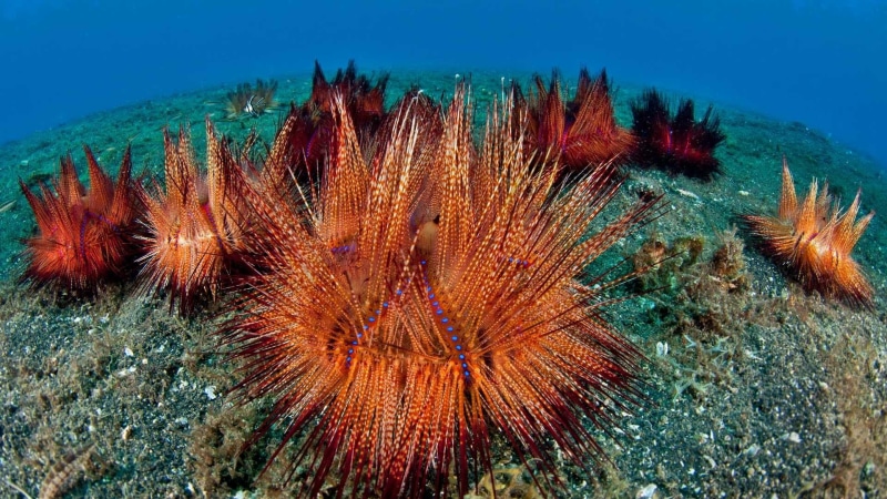 no people, animals in the wild, nature, echinoderm, reef, animal, water, ecosystem, undersea, animal wildlife, invertebrate, animal themes, sea life, marine