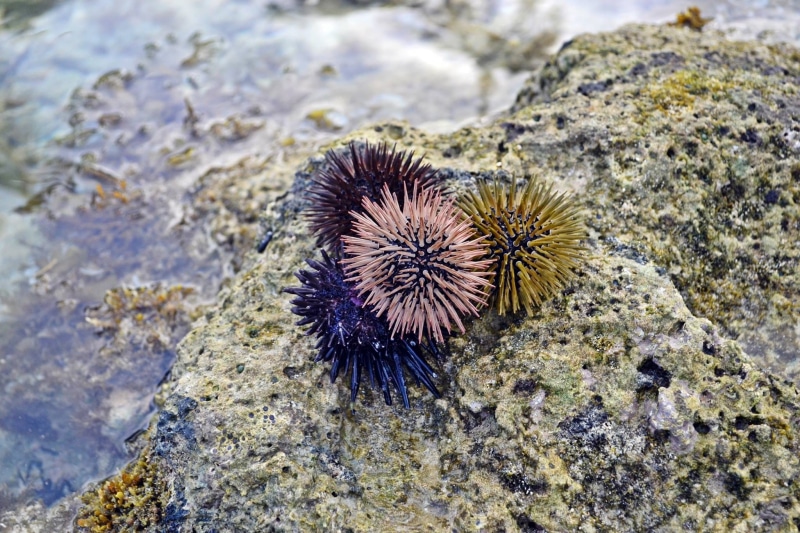Coral, animal, Sea, invertebrate, underwater, Ocean, animal wildlife, day, sea, Marine, solid, 1080P, nature, sea urchin, animal themes, water, spiked