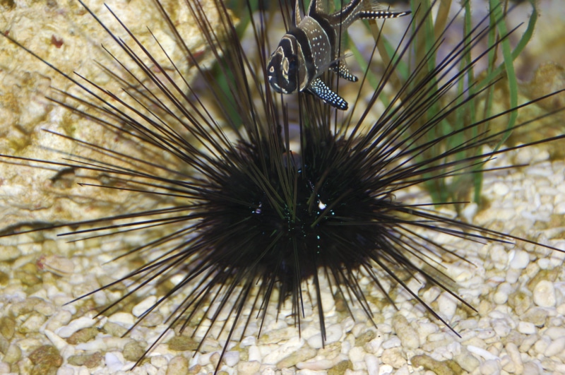 marine, animal wildlife, nature, 2K, one animal, undersea, invertebrate, underwater, poisonous, no people, fish, close-up, beauty in nature, sea life