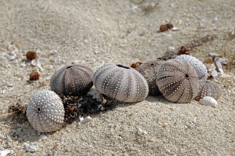 animal wildlife, sea, no people, sea life, sea urchin, outdoors, animals in the wild, animal themes, abstract, natural pattern, beach, sealife, close-up