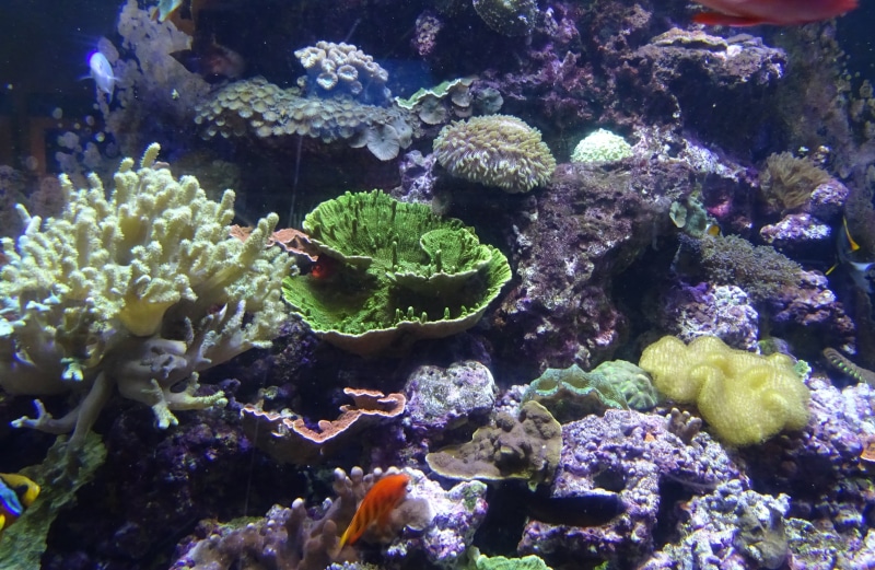 beauty in nature, vertebrate, sea life, nature, usa, swimming, water, animals in the wild, aquatic, aquarium, animals in captivity, coral, marine, animal themes
