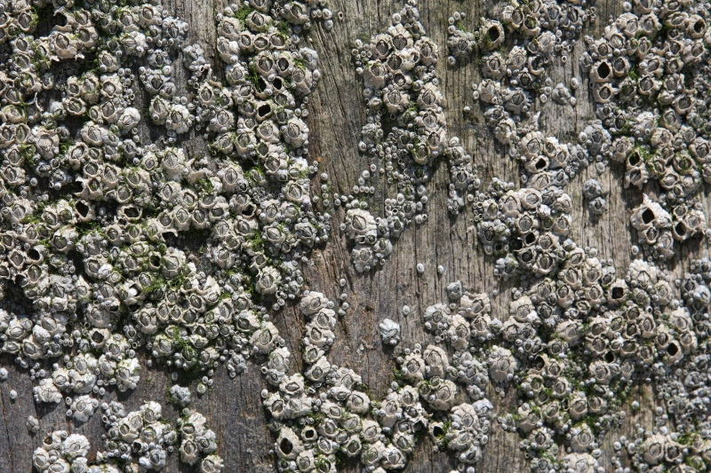 tree, marine, 2K, day, high angle view, creatures, seashell, fragility, background, lichen, full frame, closeup, rock, life, beauty in nature, tranquility