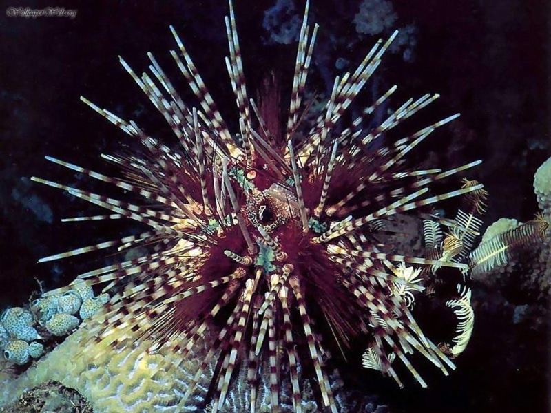 anemones, art, urchin, life, sea, coral, coral reef, FISH, 480P, animals, undersea, pretty, anemone, Coral Reefs, hd