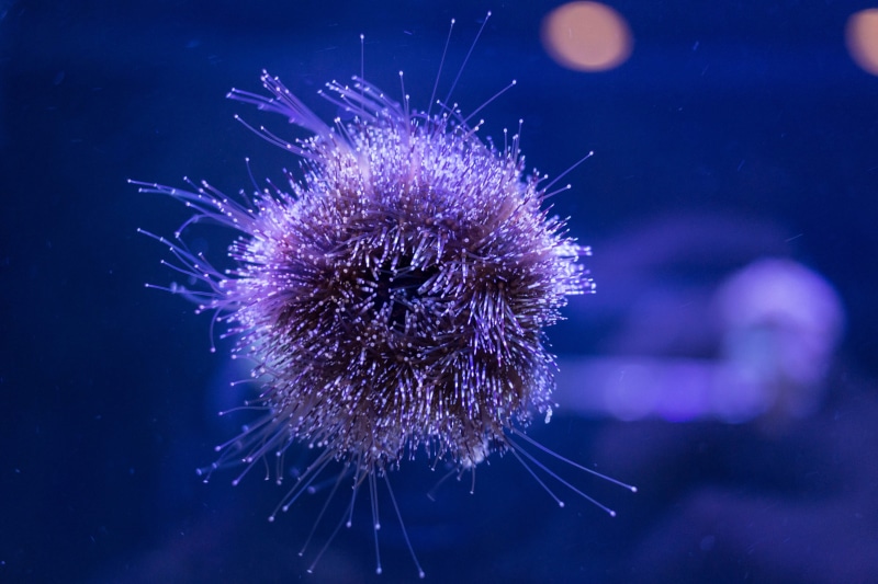 animal, sea, animal themes, outdoors, sea life, Urchin, nature, Reef, 5K, Marine, blue, water, purple, Underwater, one animal, animal wildlife, close-up