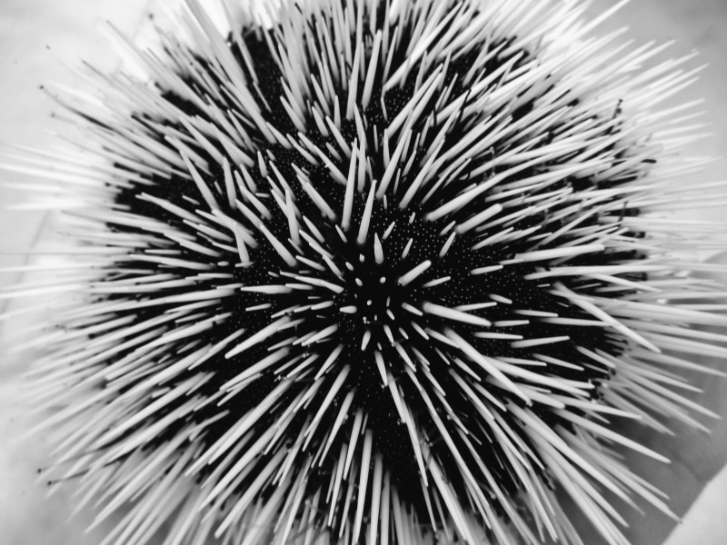 softness, inflorescence, pattern, botany, marine, animal, closeup, beauty in nature, spikes, spiky, indoors, macro, growth, focus on foreground, flowering plant