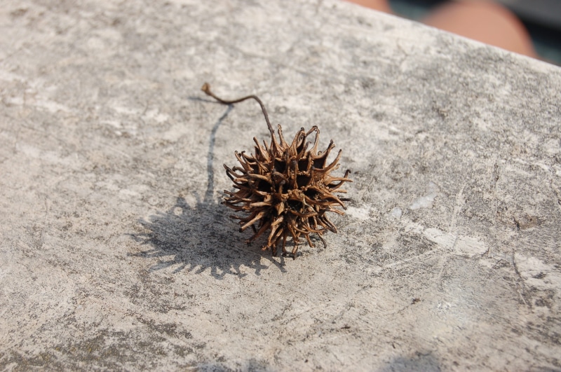 high angle view, selective focus, animal themes, sand, outdoors, plant, nature, spiked, no people, focus on foreground, close-up, solid, 2K, sunlight