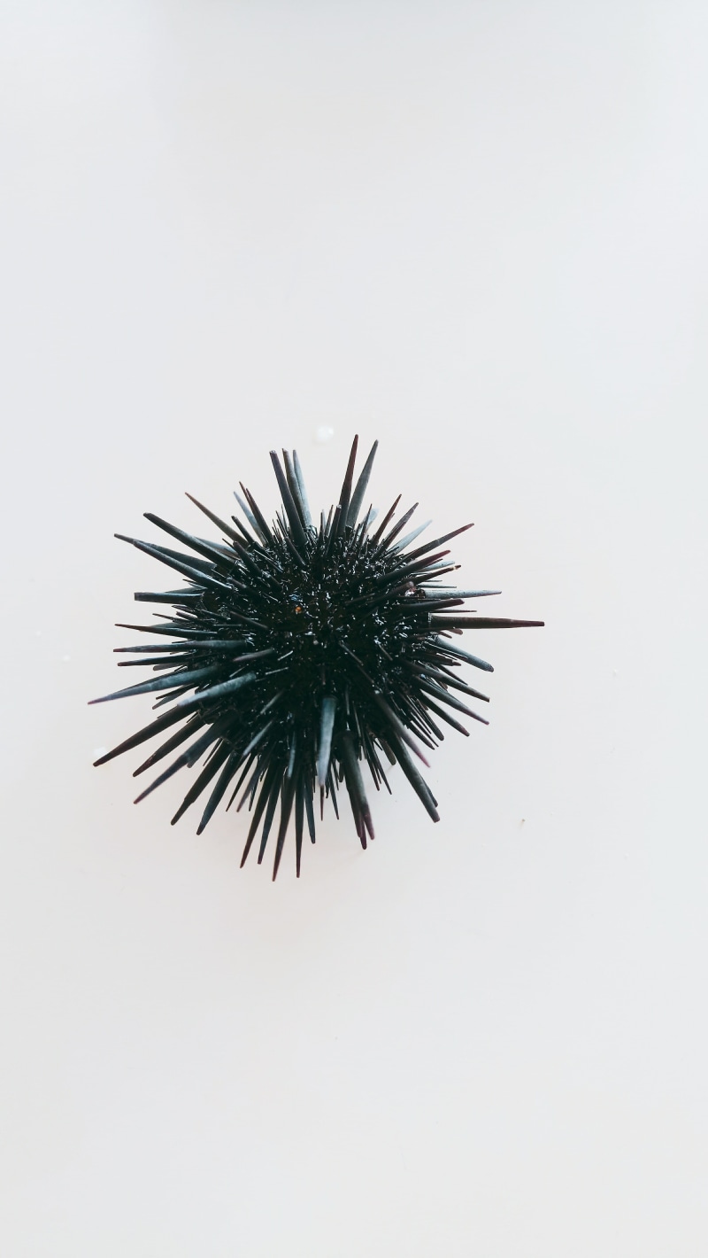  fondo ede pantall, outdoors, low angle view, close-up, spiked, beauty in nature, nature, sky, black, spiky, 5K, studio shot, white background