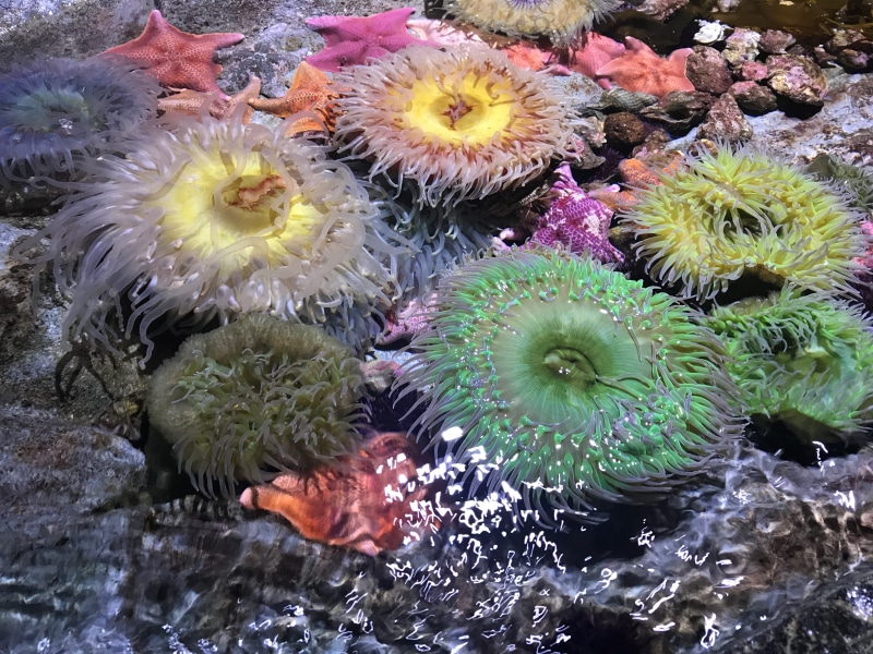 flowering plant, fish, close-up, freshness, animals in the wild, water, beauty in nature, aquarium of the pacific, 4K, marine, growth, united states, sea urchin