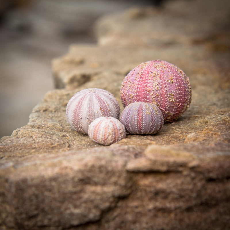 oval, coastal, rock, sport, pink color, travel, wood - material, coast, textured, closeup, sunlight, beach, 1080P, sea urchin, day, nature, outdoors, food