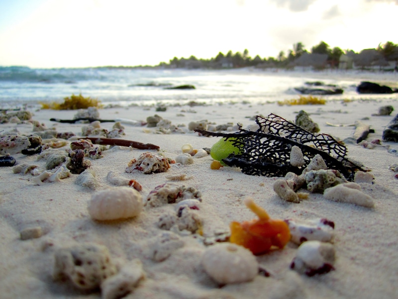 sea, ocean, wave, motion, pollution, selective focus, close-up, rock, land, sand, day, travel, surface level, shore, sea urchin, solid, beauty in nature