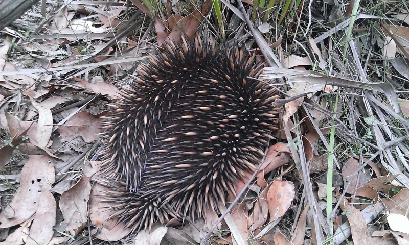 beauty in nature, animal, group of animals, close-up, prickly, land, spikes, australian, spiked, sea urchin, high angle view, marsupial, animal wildlife