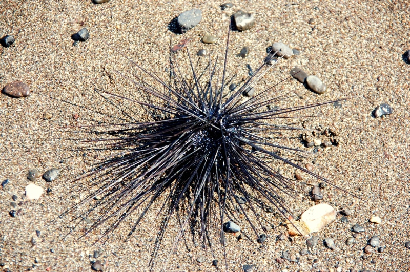 sea urchin, sea, 2K, textured, animals, animals in the wild, sand, high angle view, no people, animal, nature, summer, marine, close-up, group of animals