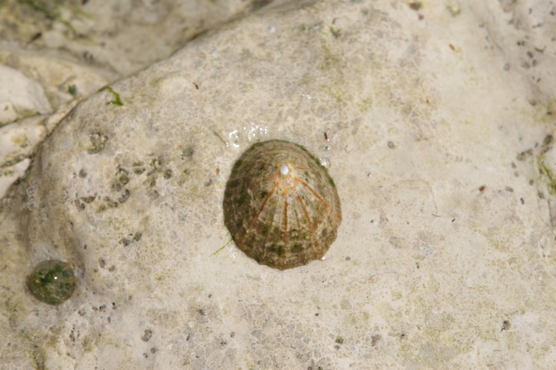 animal themes, copy, animals in the wild, animal wildlife, marine, outdoors, sea, animal, clam, water, barnacle, space, ocean, urchin, nature, seashell