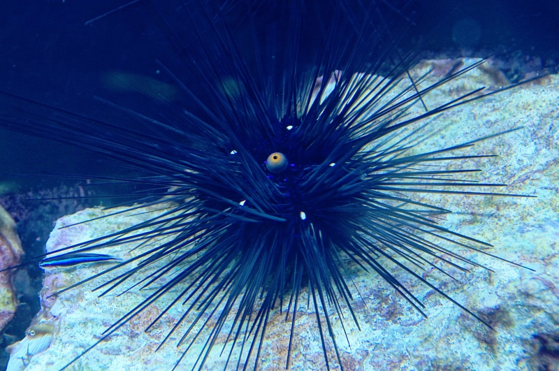 undersea, marine, underwater, invertebrate, beauty in nature, fish, vertebrate, sea animal, spur, animal wildlife, sea urchins, one animal, animals in the wild
