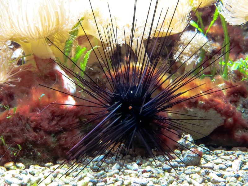 invertebrate, nature, sea, animals in the wild, high angle view, thorn, sea life, animal wildlife, wild, animal, urchin, close-up, swimming, undersea, marine