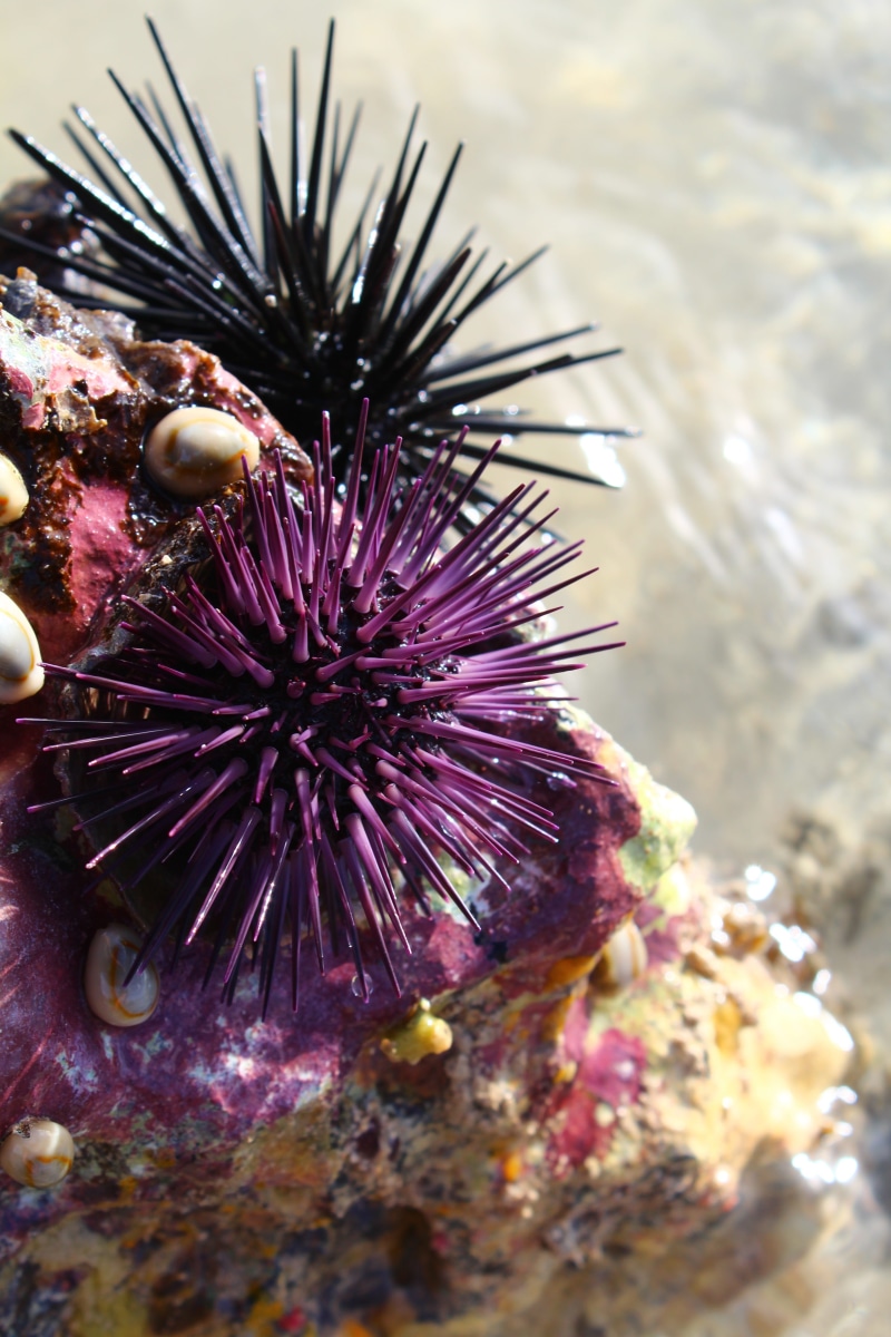 sea food, sea life, group of animals, purple, animal wildlife, close-up, invertebrate, undersea, animal, underwater, sea, animal themes, high angle view