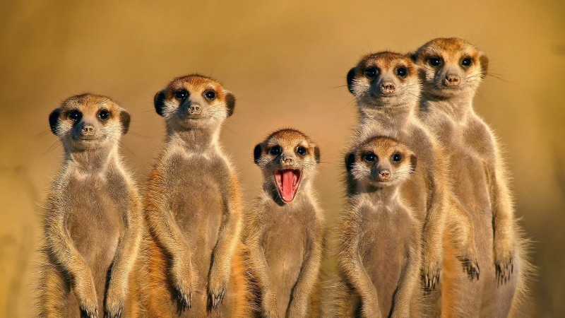 group of animals, animals in the wild, nature, portrait, animal family, animal body part, animals, front view, standing, meerkats, no people, open mouth