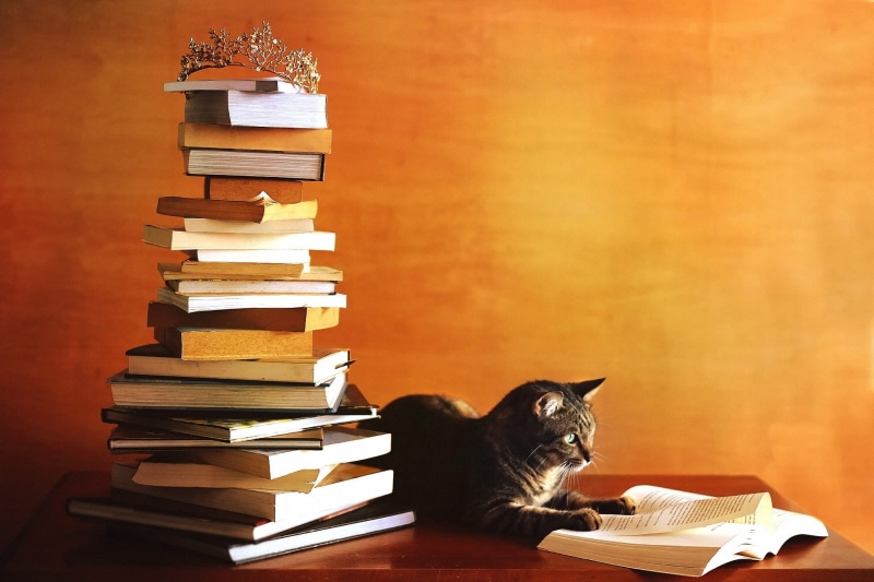 intelligence, book, knowledge, 1080P, nerd, wall, the crown, The day of knowledge, table, student, orange, scientist, a lot of books, 1 Sep, autumn, grey