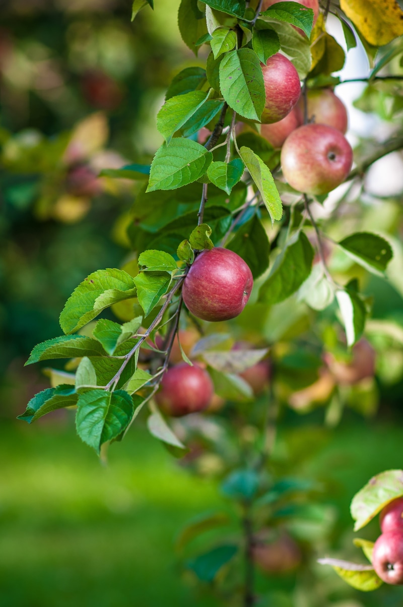 outdoors, apples, sad, plant part, photography, selective, red, wellbeing, green color, apple - fruit, growth, freshness, cherry tree, close-up, food and drink