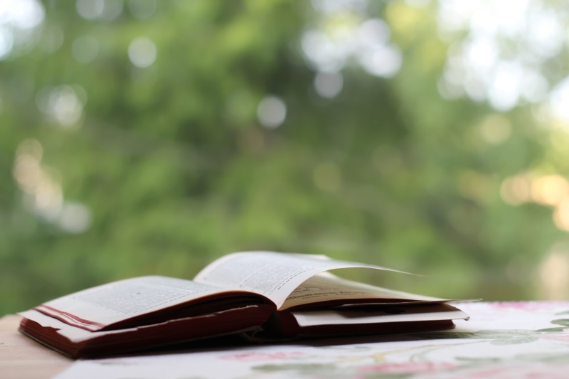 5K, day, book, literature, page, wisdom, publication, open, nature, Open Book, plant, Table, opened, paper, sunlight, Forest, Trees, no people, still life