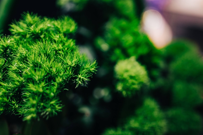 growth, coniferous tree, nature, green Color, macro, focus on foreground, freshness, plants, close, forest, sunlight, day, leaf, outdoors, green, pine tree