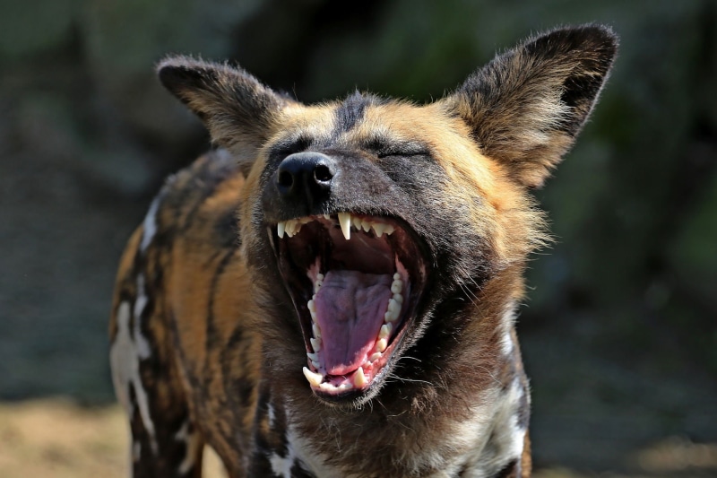wildcat, yawning, close, pets, black, mouth open, funny, photography, snarling, no people, focus on foreground, close-up, brown, animal mouth, laughs, mouth