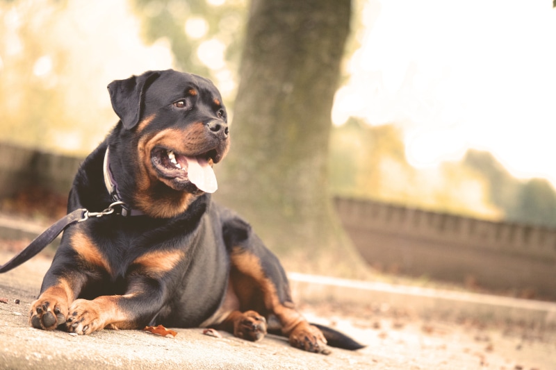 adult, one animal, tongue, lying, mouth open, animal themes, no people, gray, 5K, resting, domestic animals, tree, rottweiler, pathway, animal, sunlight