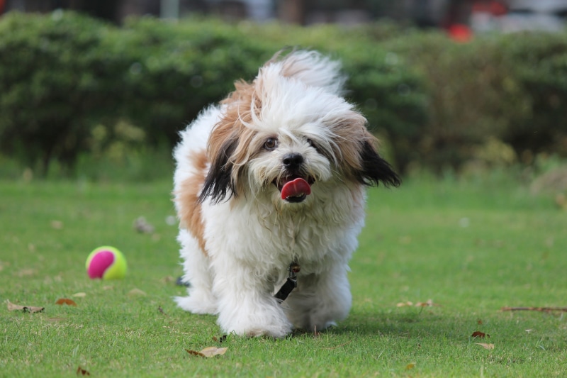 animal hair, mammal, Cute, domestic, Puppy, canine, ball, Pet, focus on foreground, vertebrate, one animal, green color, animal, cute puppy, domestic animals