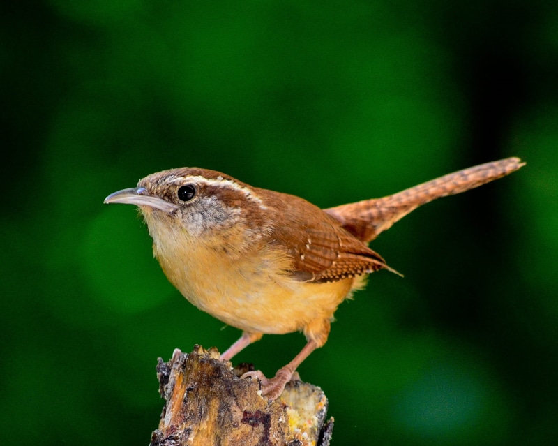close-up, full length, focus on foreground, forest, wren, no people, wood - material, vertebrate, carolina wren, 1080P, outdoors, green color, shallow