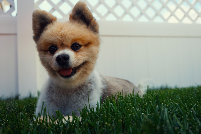 looking at camera, mammal, domestic, tan, white, close-up, 5K, puppy, outdoor, day, one animal, grass, smile, boo, vertebrate, fawn, plant, mouth open