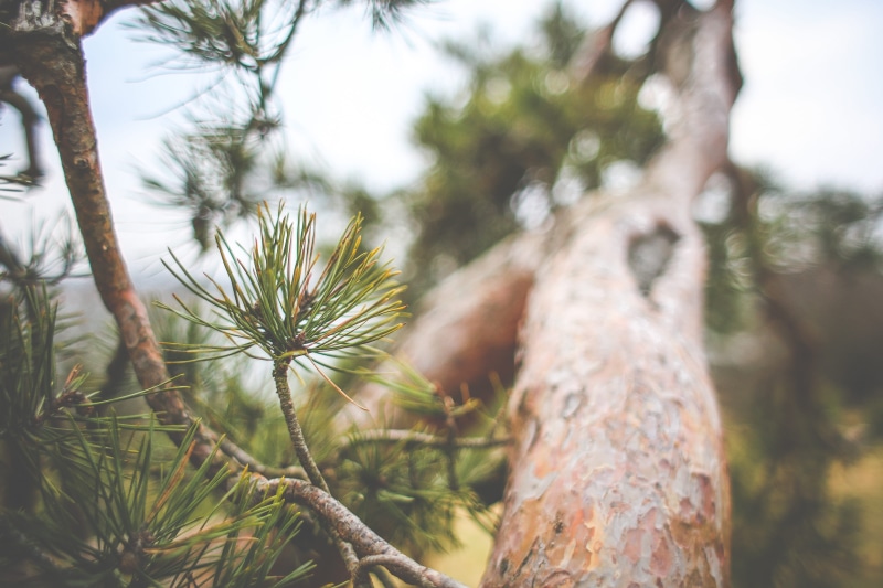 beauty in nature, tranquility, no People, Conifer, coniferous tree, needles, Close Up, plant, branch, Tree, land, pine tree, forest, trunk, conifers, low angle view